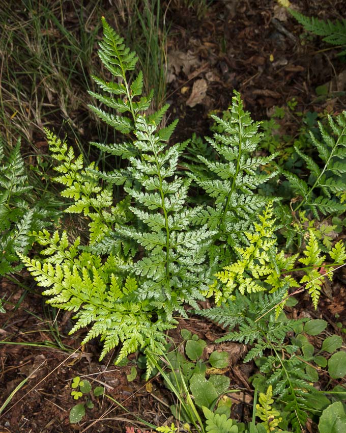 Asplenium